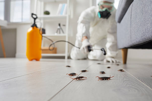 Commercial Kitchen Cockroach Control in South Connellsville